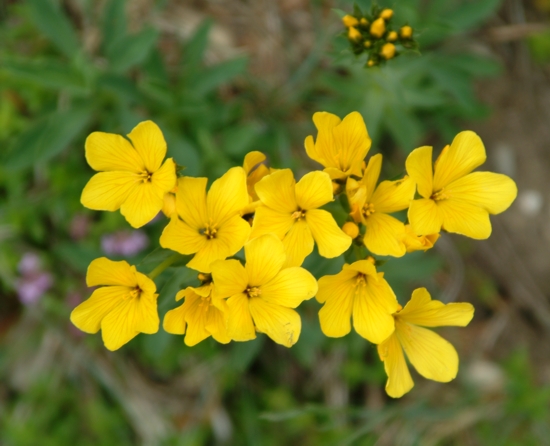 Linum capitatum / Lino capitato